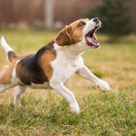 Charger l'image dans la galerie, Balle pour chien 3 en 1 | Kittyspets
